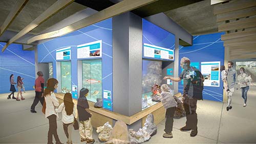 Rendering of interior exhibit space with aquariums and interpretive graphics